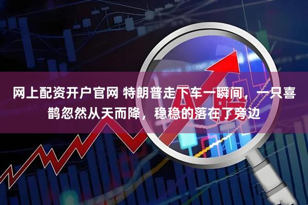网上配资开户官网 特朗普走下车一瞬间，一只喜鹊忽然从天而降，稳稳的落在了旁边